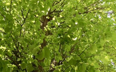 Frühlingserwachen in der Natur