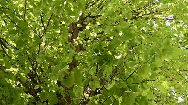 Frühlingserwachen in der Natur
